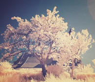 云呼试用三分钟